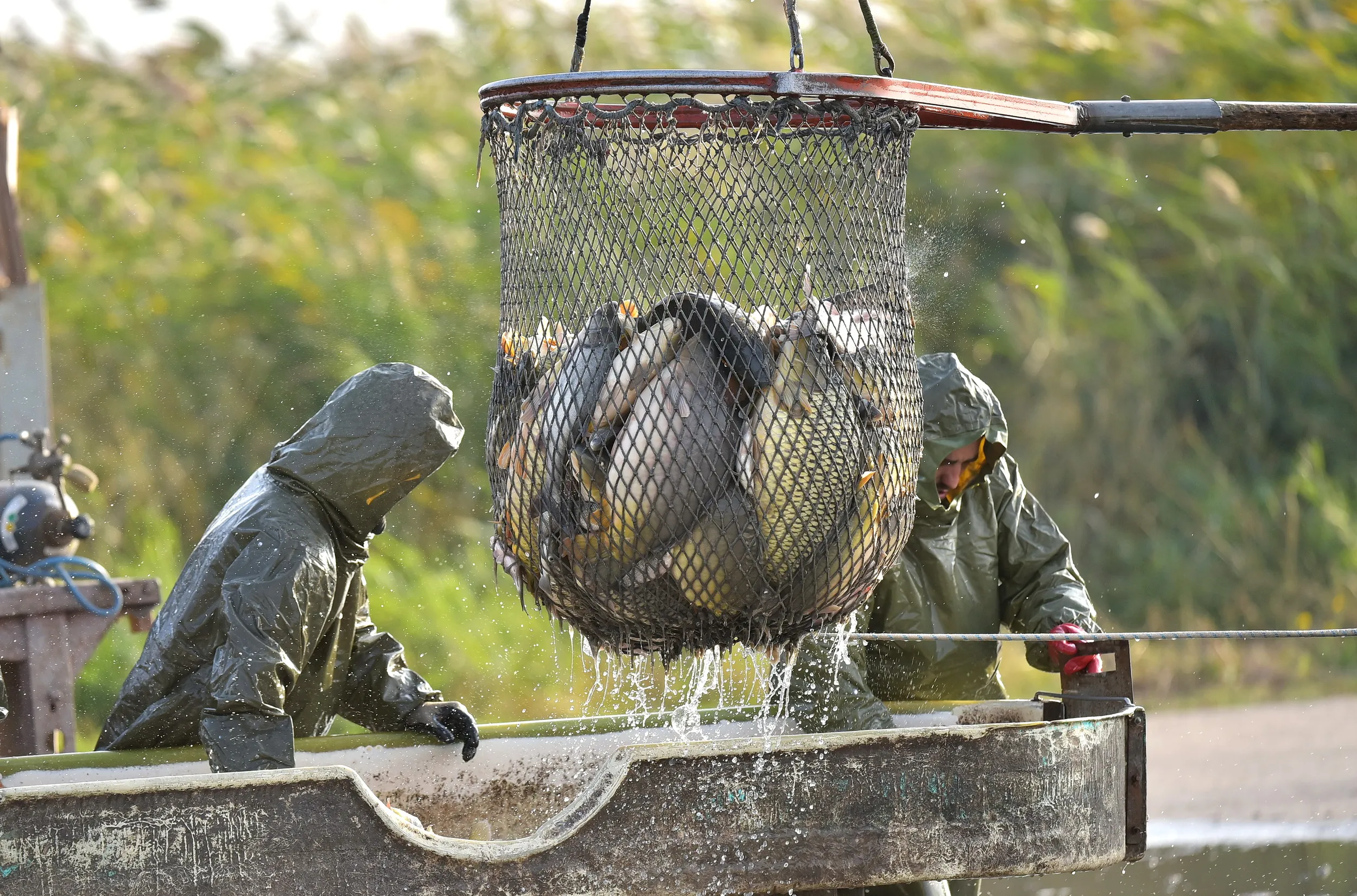 Dva ribolovca u zelenim kabanicama sa kapuljačom iznad kojih visi mreža puna šarana iz koje curi voda se pripremaju da je sortiraju.