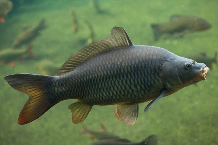 Riba šaran u krupnom planu sa izraženim krljuštima i raširenim perajima pliva u vodi zelene boje sa drugim ribama.