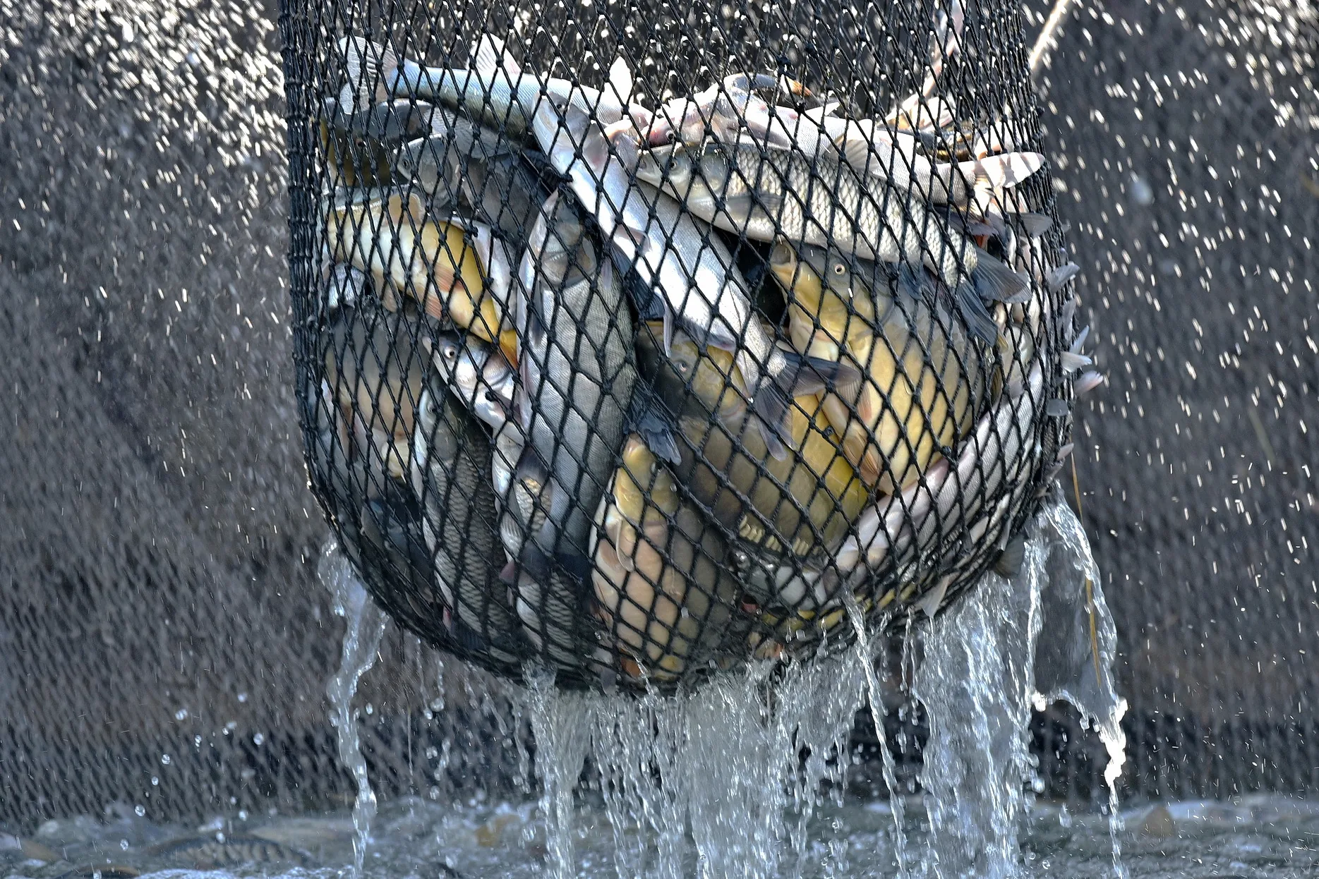 Puna mreža ulovljene ribe koja se podiže i iz koje curi voda.