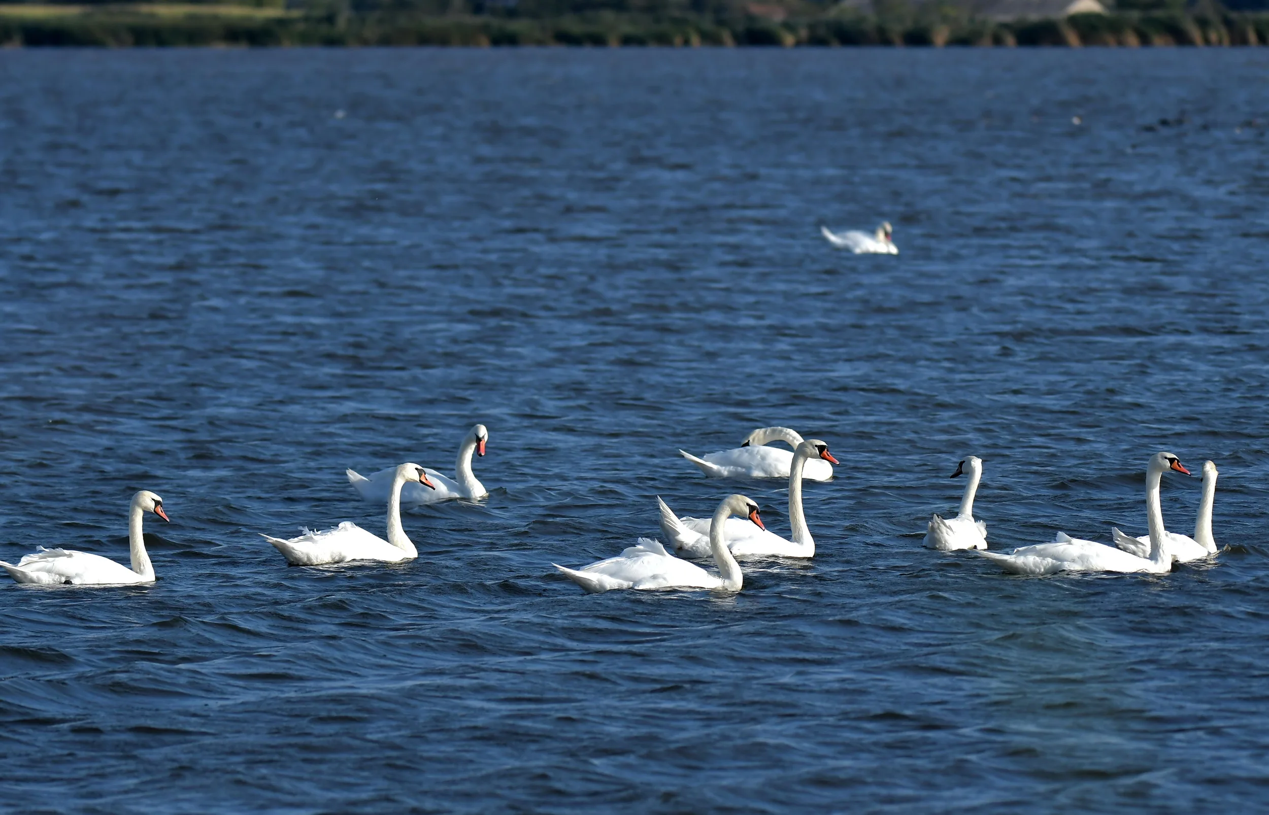 10 labudova mirno plivaju u jezeru plave boje.
