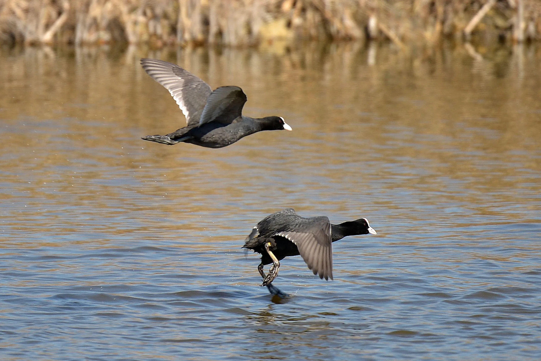 Dve ptice liske koje lete u niskom letu iznad površine jezera sa trskom u daljini.