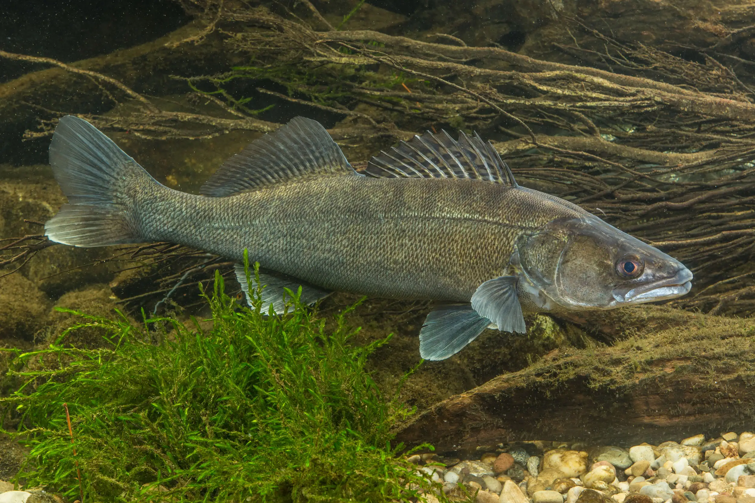Riba smuđ vretenastog tela, sitne krljušti i raširenih peraja pliva po vodenom dnu pored mahovine i položenih grana.