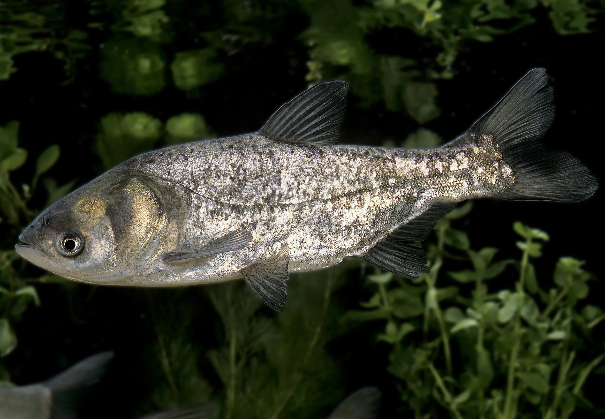 Riba tolstolobik srebrnastog tela sa raširenim perajama pliva u vodi gde se vidi puno zelenih trava.